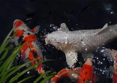 锦鲤为友，静心养性 那些打动我入坑的锦鲤之美